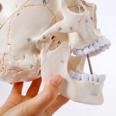 Модель черепа Numbrain пронумерованная с головным мозгом-2